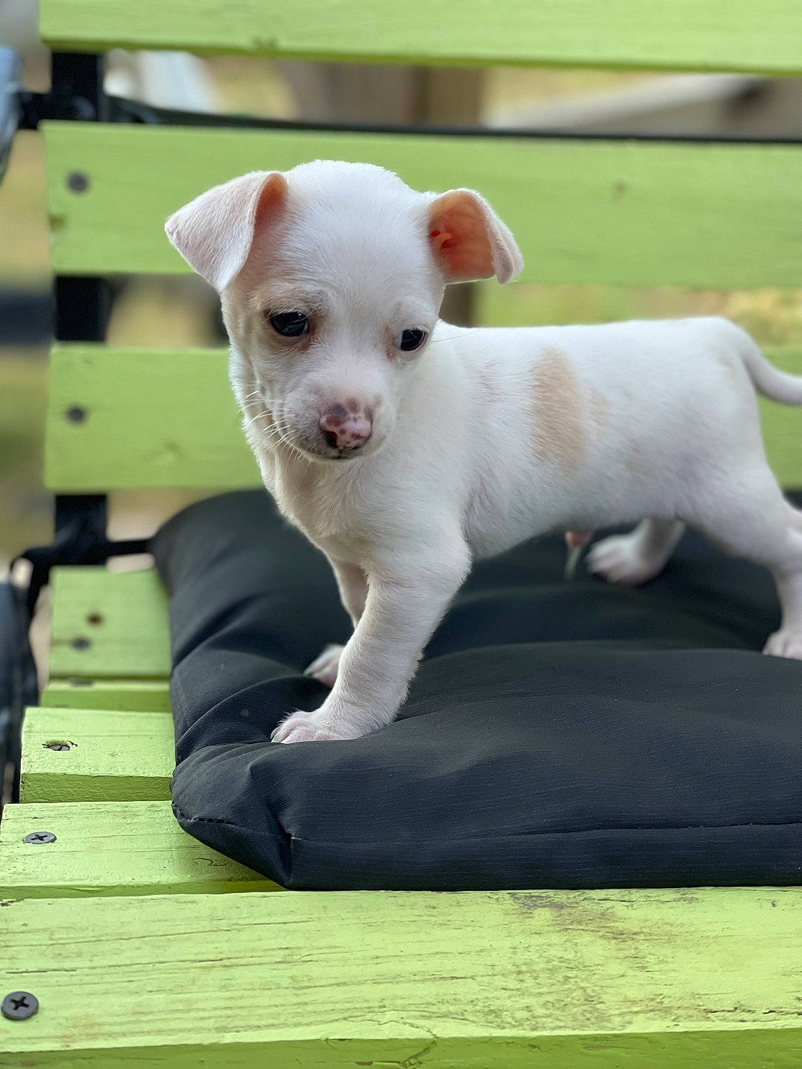 Tiktok is registered to the contest to win money with this photo: canidae, carnivore, collar, comfort, companion_dog, dog, dog_breed, fawn, grass, non_sporting_group, puppy, snout, sporting_group, terrestrial_animal, toy_dog, whiskers, working_animal