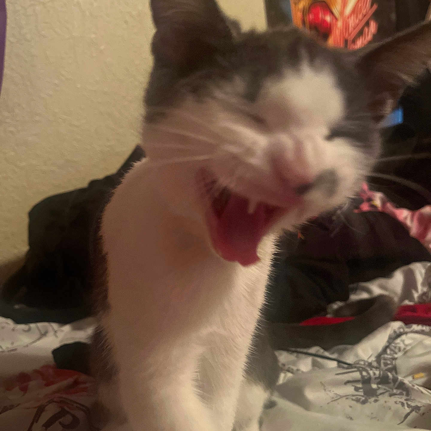 Comet is registered to the contest to win money with this photo: abyssinian, animal, bed, blanket, bodypart, cat, couch, cream, dessert, food, furniture, kitten, manx, mouth, person, pet, quilt, siamese, teeth, tongue