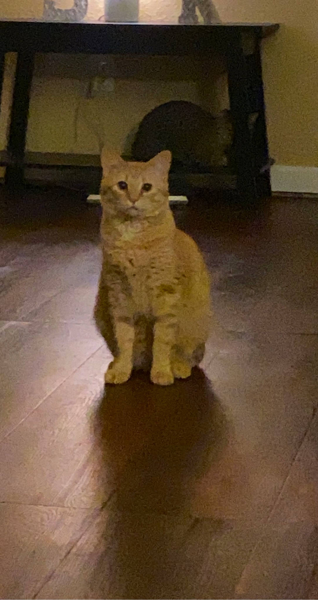 Mowty joined the competition — help win amazing prizes! art, carnivore, cat, chair, domestic_short_haired_cat, fawn, felidae, flooring, fur, hardwood, metal, paw, sculpture, small_to_medium_sized_cats, snout, tail, terrestrial_animal, whiskers, window, wood