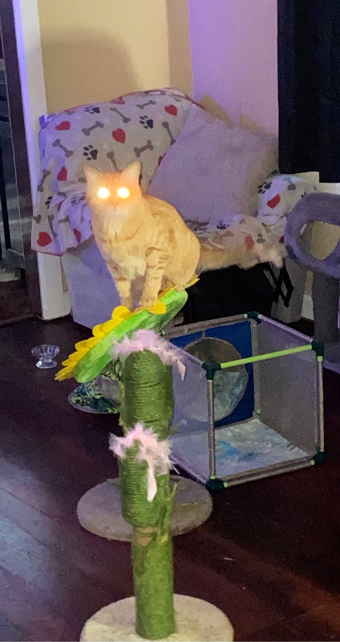 Mowty joined the competition — help win amazing prizes! bed, carnivore, cat, event, feather, felidae, fur, magenta, parakeet, parrot, plush, purple, room, small_to_medium_sized_cats, stuffed_toy, tail, teddy_bear, toy, vertebrate, whiskers