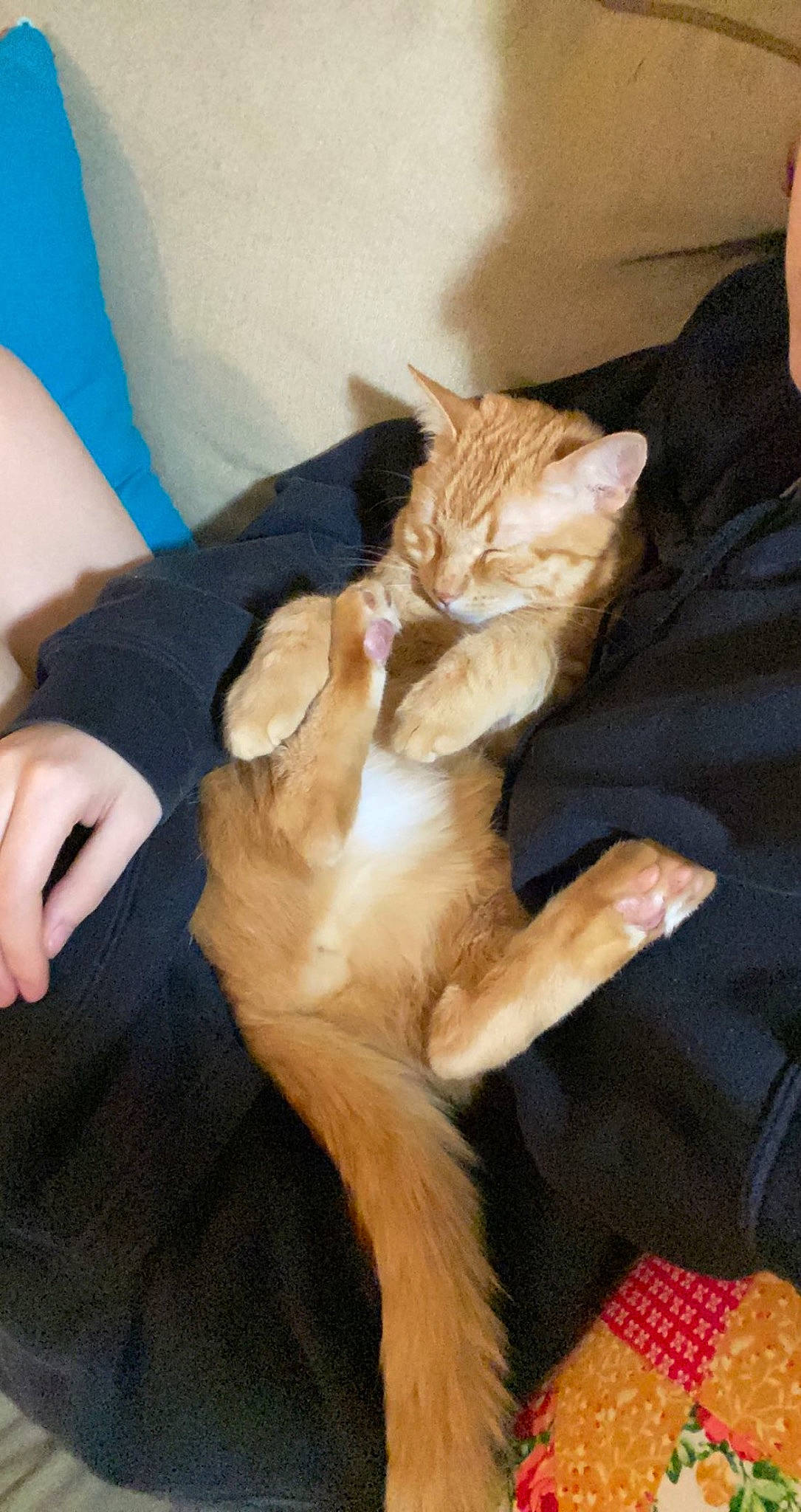 Mowty is registered to the contest to win money with this photo: canidae, carnivore, cat, claw, comfort, companion_dog, dog_breed, domestic_short_haired_cat, ear, fawn, felidae, fur, gesture, human_leg, lap, nail, paw, small_to_medium_sized_cats, tail, whiskers