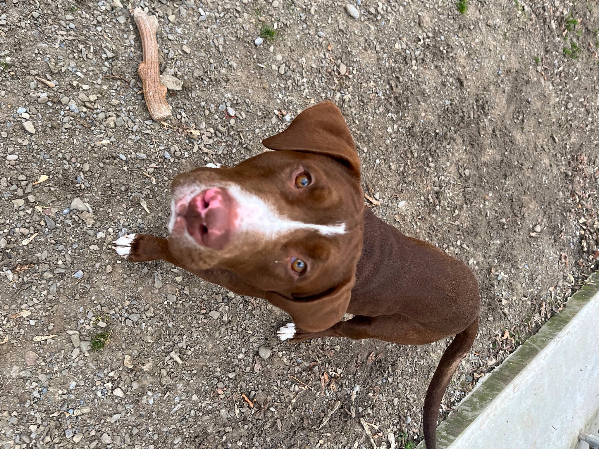 Kane is registered to the contest to win money with this photo: asphalt, canidae, carnivore, companion_dog, dog, dog_breed, dog_collar, fawn, grass, hunting_dog, liver, non_sporting_group, road_surface, snout, soil, sporting_group, terrestrial_animal, whiskers, working_animal