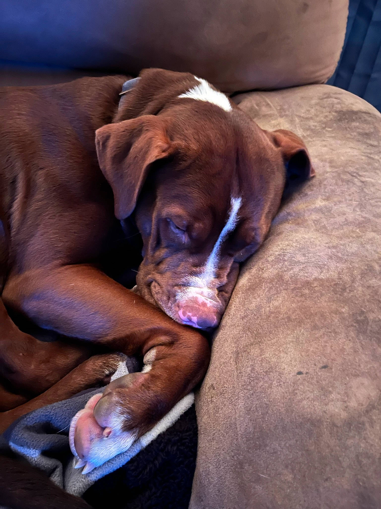 Kane is registered to the contest to win money with this photo: carnivore, comfort, companion_dog, dog, dog_breed, ear, fawn, guard_dog, hardwood, hunting_dog, liver, pet_supply, sitting, sporting_group, weimaraner, whiskers, wood, working_animal, wrinkle