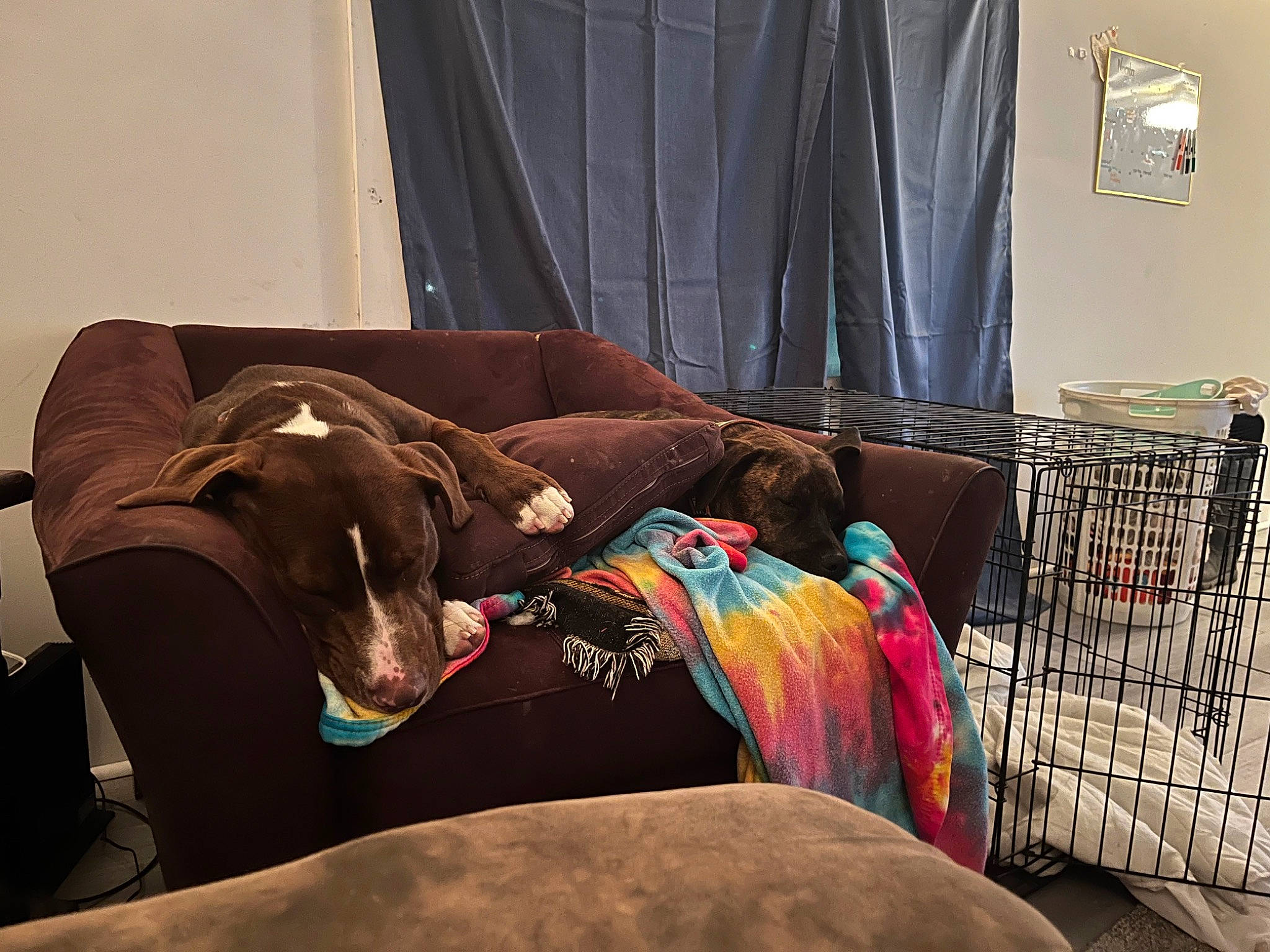 Kane joined the competition — help win amazing prizes! bed, bedding, carnivore, comfort, companion_dog, couch, curtain, dog, dog_breed, fawn, floor, flooring, hardwood, interior_design, linens, liver, living_room, room, wood, working_animal