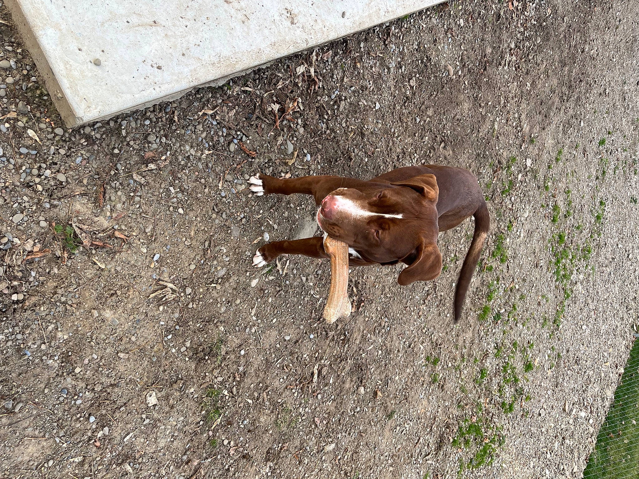 Kane is registered to the contest to win money with this photo: asphalt, canidae, concrete, dog, dog_breed, fawn, foot, grass, human_leg, landscape, road_surface, shadow, sidewalk, soil, sporting_group, tail, terrestrial_animal, thigh, wildlife, wood