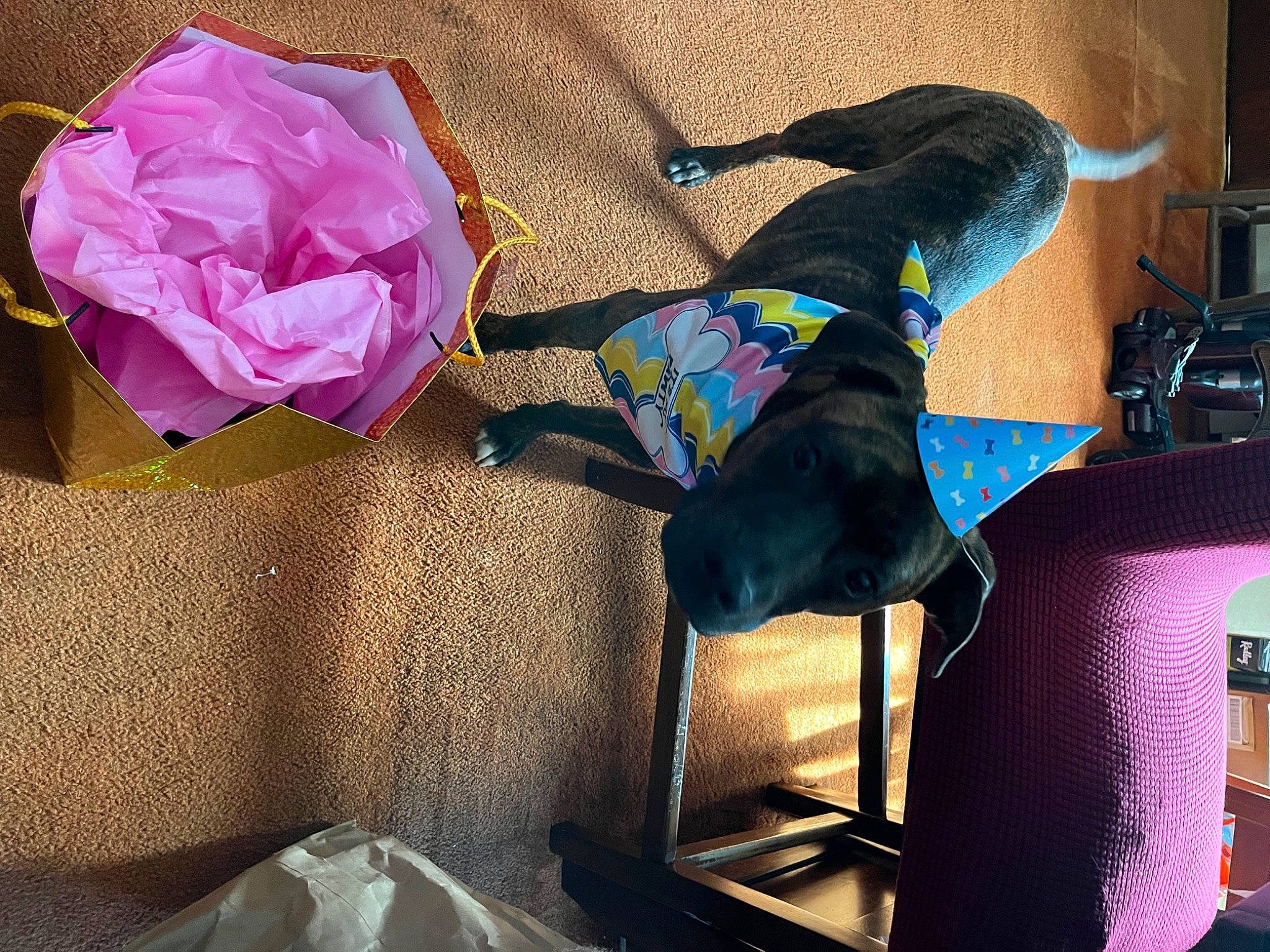 Milo Junior is registered to the contest to win money with this photo: carnivore, comfort, companion_dog, dog, dog_supply, electric_blue, fashion_accessory, fawn, fur, linens, magenta, pet_supply, petal, purple, room, rose, rose_family, rose_order, sporting_group, tints_and_shades