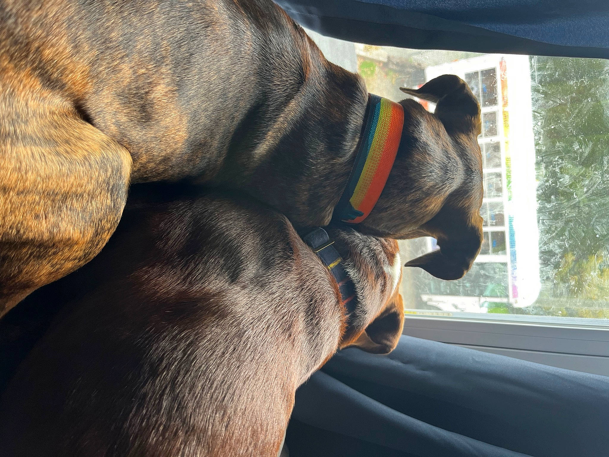 Milo Junior joined the competition — help win amazing prizes! carnivore, collar, comfort, companion_dog, dog, dog_breed, dog_collar, ear, fawn, fur, liver, pet_supply, snout, sporting_group, tail, tints_and_shades, vehicle, whiskers, window, working_animal