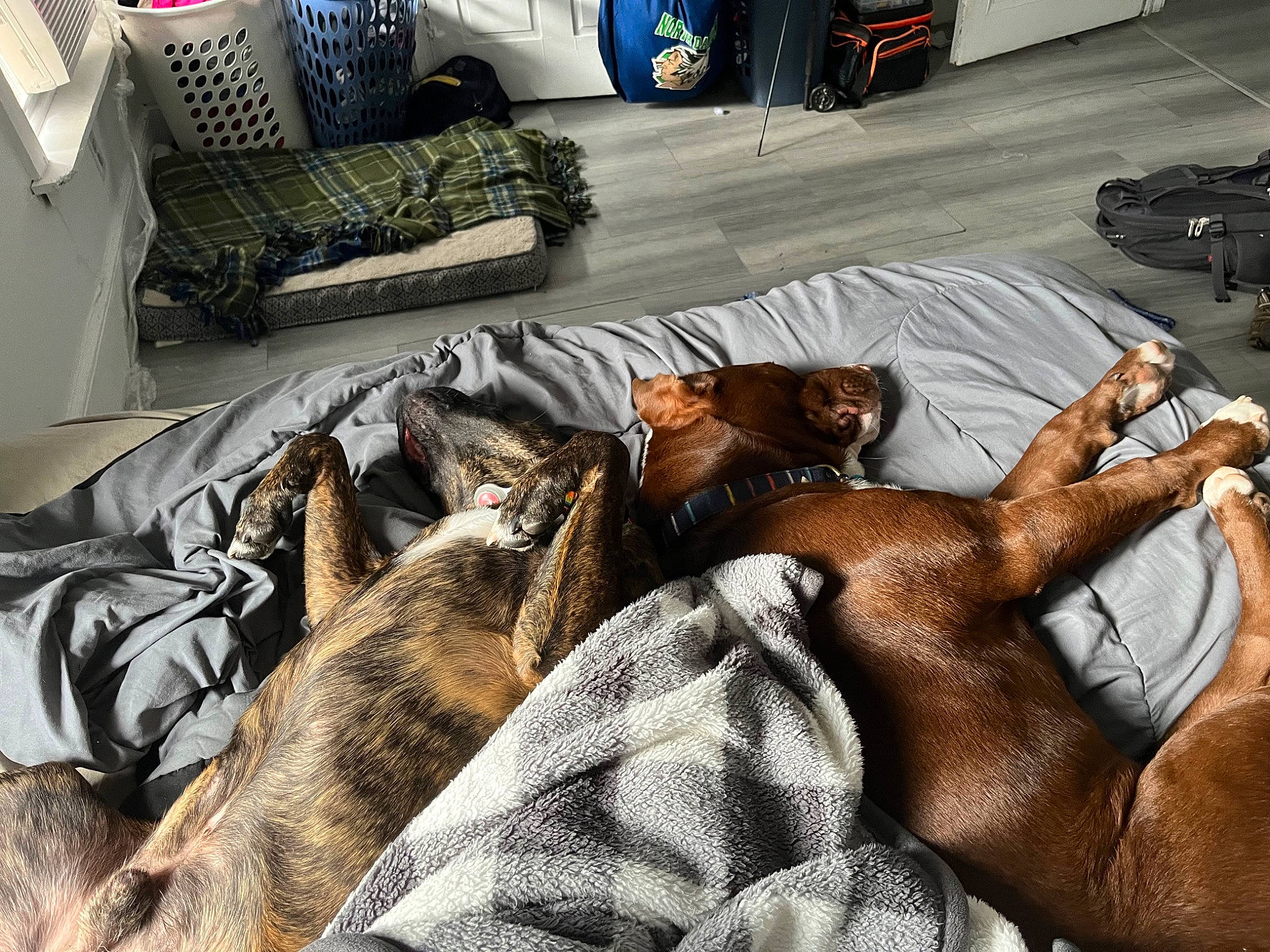 Milo Junior joined the competition — help win amazing prizes! automotive_tire, canidae, carnivore, comfort, companion_dog, couch, dog, dog_breed, fawn, flooring, fur, linens, nap, room, sitting, sporting_group, street, tire, wheel, working_animal