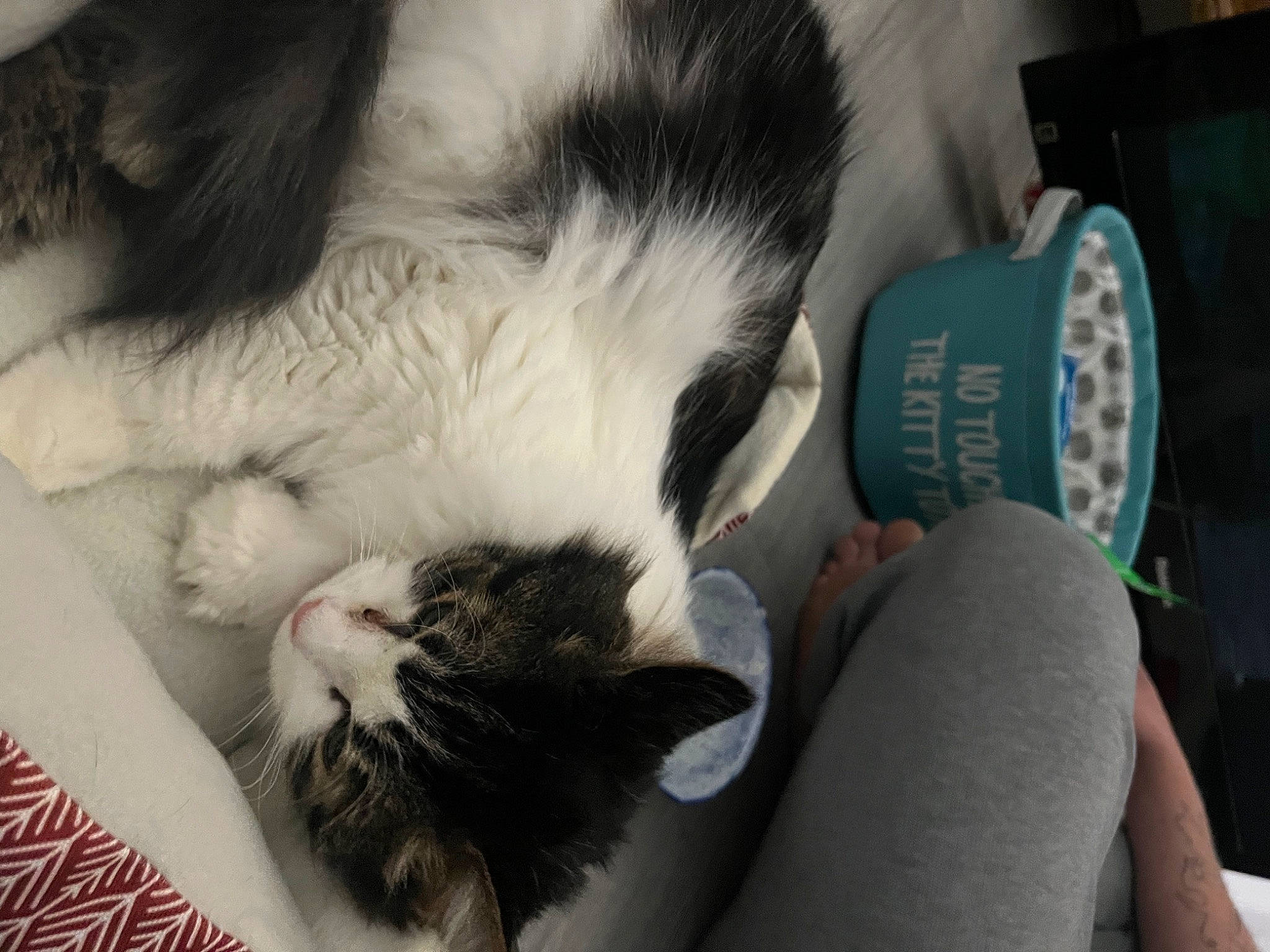 Whiskey joined the competition — help win amazing prizes! carnivore, cat, claw, comfort, dog_breed, domestic_short_haired_cat, felidae, foot, fur, human_leg, monochrome, monochrome_photography, nap, paw, small_to_medium_sized_cats, snout, tail, thigh, tree, whiskers