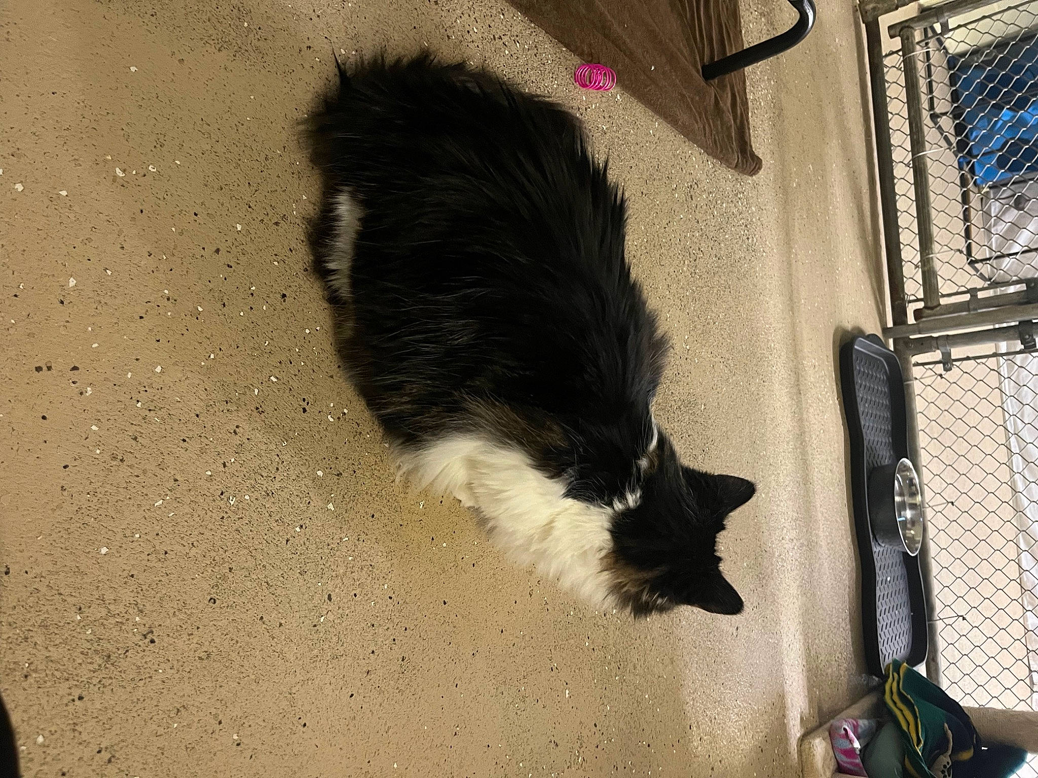 Whiskey joined the competition — help win amazing prizes! asphalt, carnivore, cat, companion_dog, dog_breed, domestic_short_haired_cat, felidae, fur, herding_dog, luggage_and_bags, mesh, road_surface, shadow, small_to_medium_sized_cats, soil, sporting_group, tail, tints_and_shades, whiskers, window