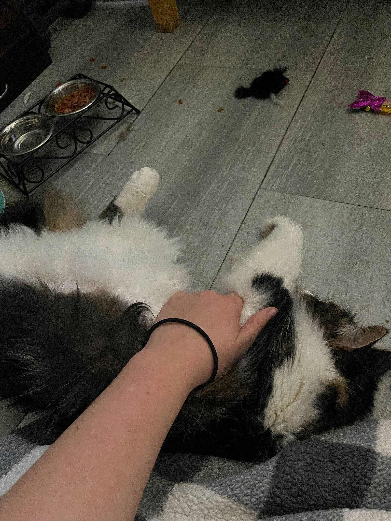 Whiskey joined the competition — help win amazing prizes! canidae, carnivore, cat, comfort, companion_dog, dog_breed, felidae, floor, flooring, foot, fur, human_leg, nail, paw, small_to_medium_sized_cats, sporting_group, tail, thigh, wood, wrist