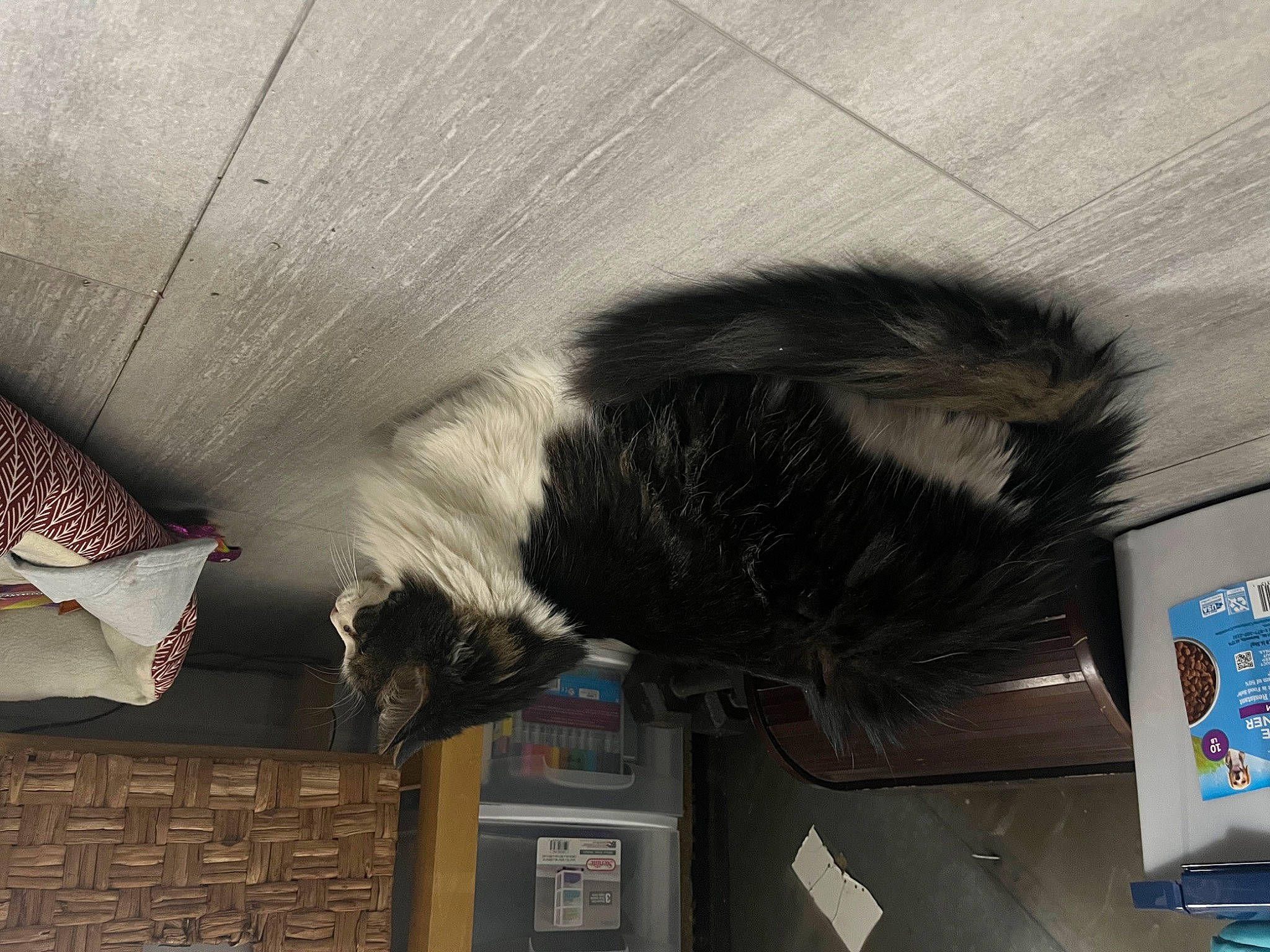 Whiskey joined the competition — help win amazing prizes! feather, felidae, flooring, fur, grey, logo, room, small_to_medium_sized_cats, snout, tail, tints_and_shades, wing, wood