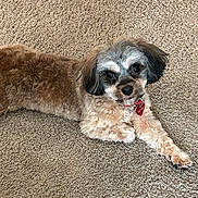 Teddy joined the competition — help win amazing prizes! animal, brown_fur, carpet, collar, companion, cute, dog, domestic_animal, ears, face, fluffy, fur, indoor, looking_at_camera, lying_down, paw, pet, relaxed, resting, small_dog