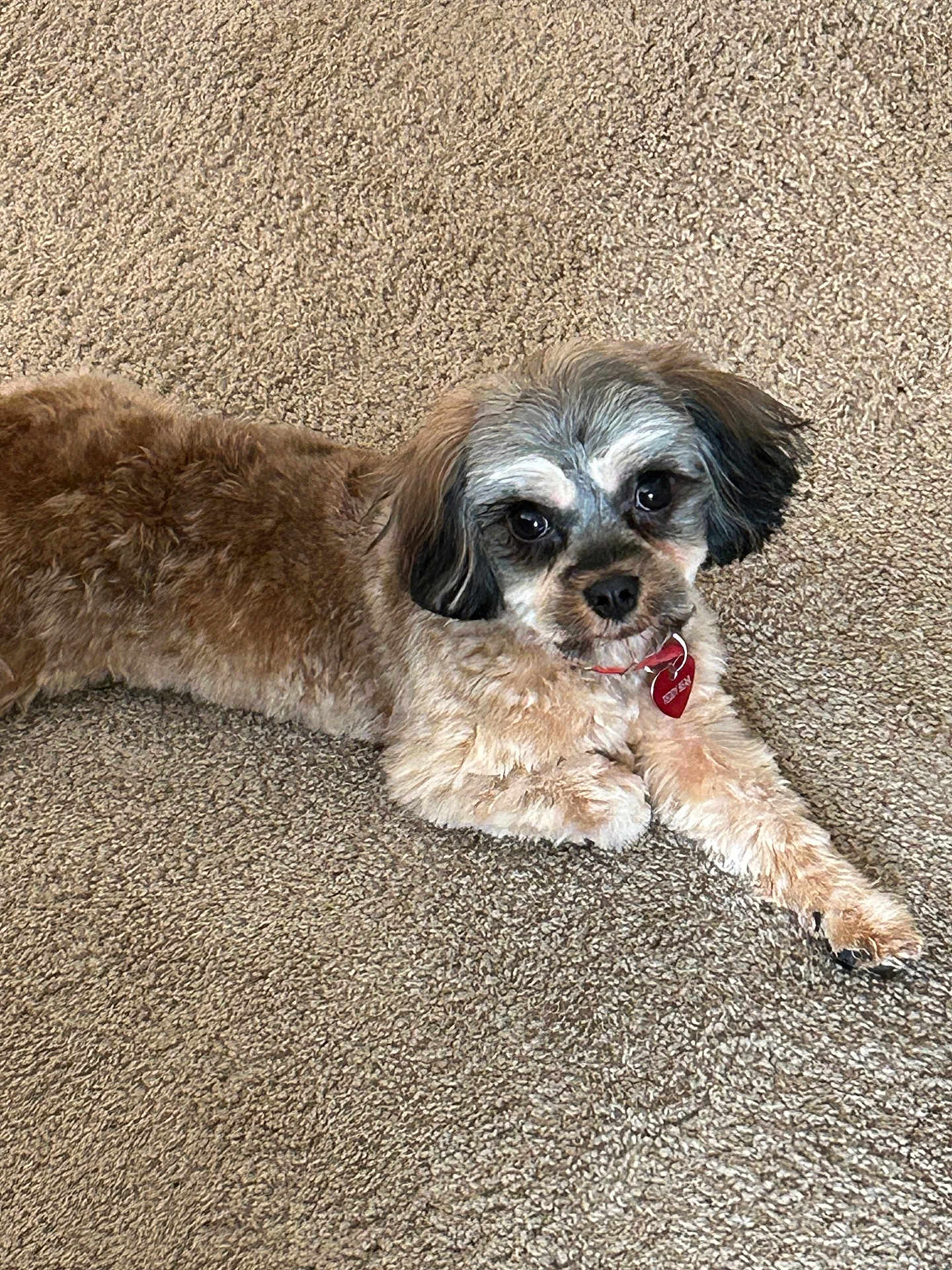 Teddy joined the competition — help win amazing prizes! animal, brown_fur, carpet, collar, companion, cute, dog, domestic_animal, ears, face, fluffy, fur, indoor, looking_at_camera, lying_down, paw, pet, relaxed, resting, small_dog