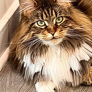 Ziggy is registered to the contest to win money with this photo: cat, fluffy, green_eyes, long_hair, pet, indoor, wooden_floor, baseboard, whiskers, cute, feline, mammal, domestic_animal, portrait, relaxed, close_up, tabby, brown, white_fur, paws