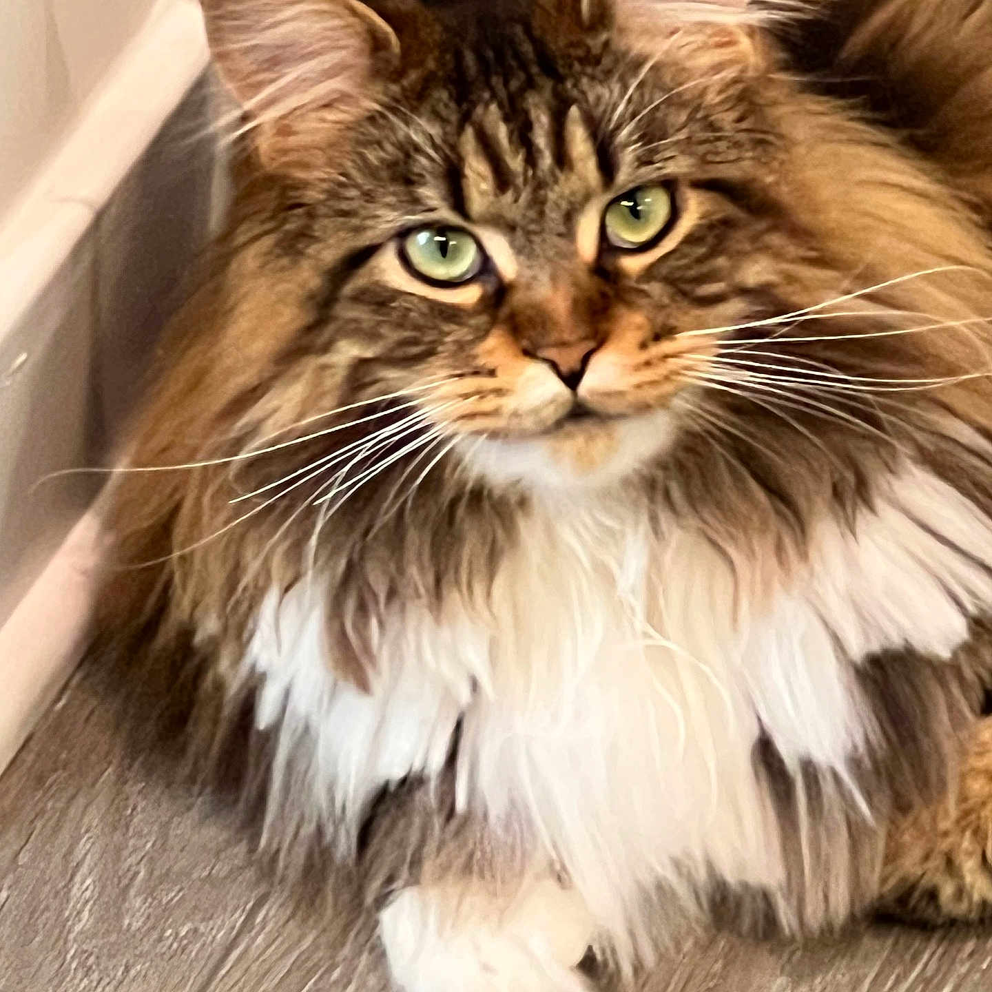 Ziggy is registered to the contest to win money with this photo: baseboard, brown, cat, close_up, cute, domestic_animal, feline, fluffy, green_eyes, indoor, long_hair, mammal, paws, pet, portrait, relaxed, tabby, whiskers, white_fur, wooden_floor
