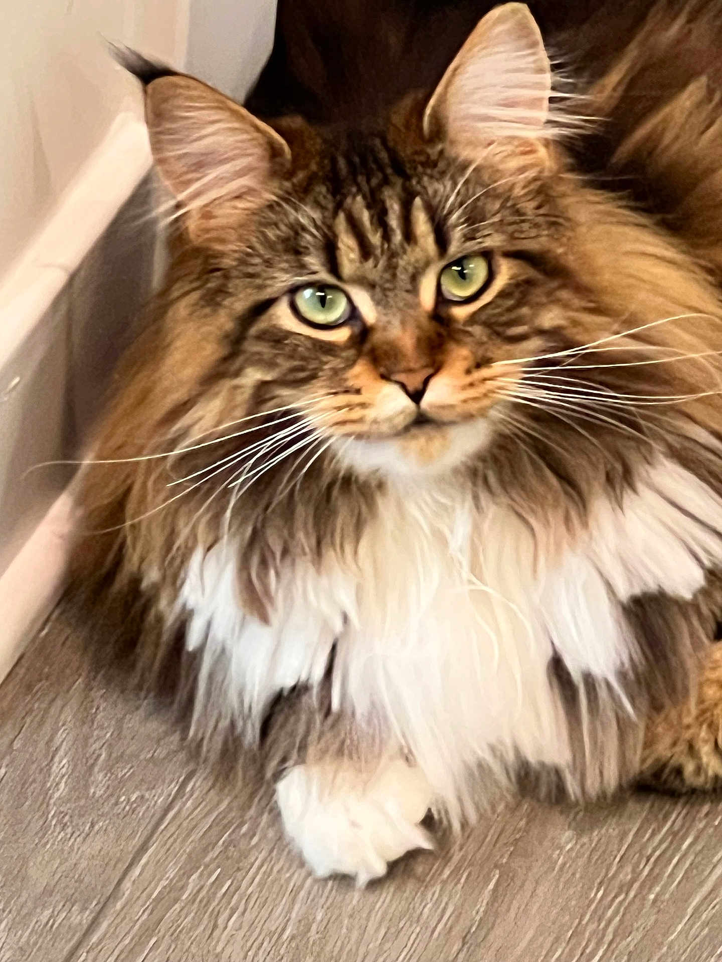 Ziggy is registered to the contest to win money with this photo: cat, fluffy, green_eyes, long_hair, pet, indoor, wooden_floor, baseboard, whiskers, cute, feline, mammal, domestic_animal, portrait, relaxed, close_up, tabby, brown, white_fur, paws