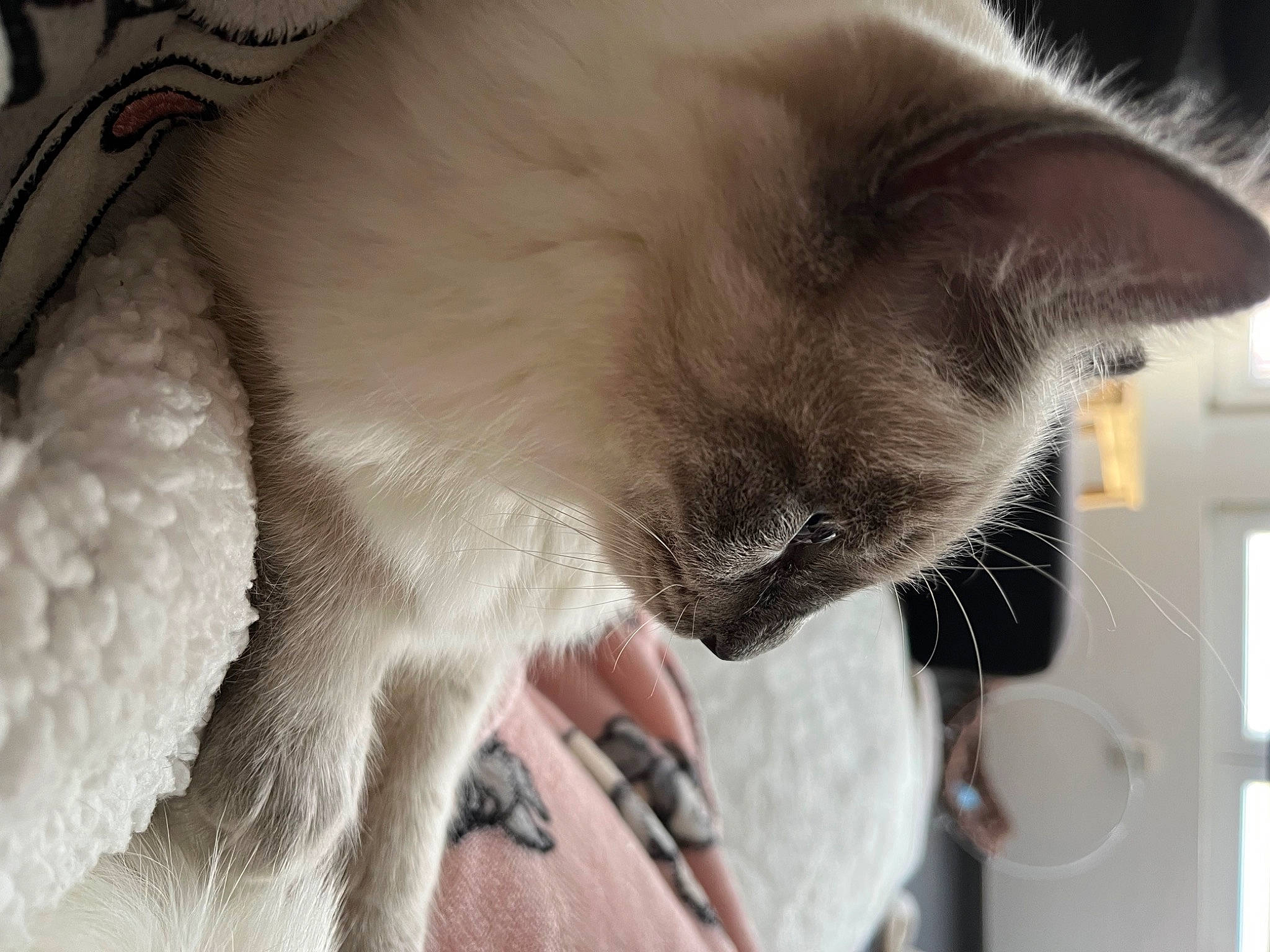Suki a rejoint le concours — aidez-le/la à gagner de superbes lots ! balinese, birman, carnivore, cat, claw, comfort, domestic_short_haired_cat, ear, felidae, foot, fur, nap, paw, siamese, small_to_medium_sized_cats, snout, tail, thai, tonkinese, whiskers