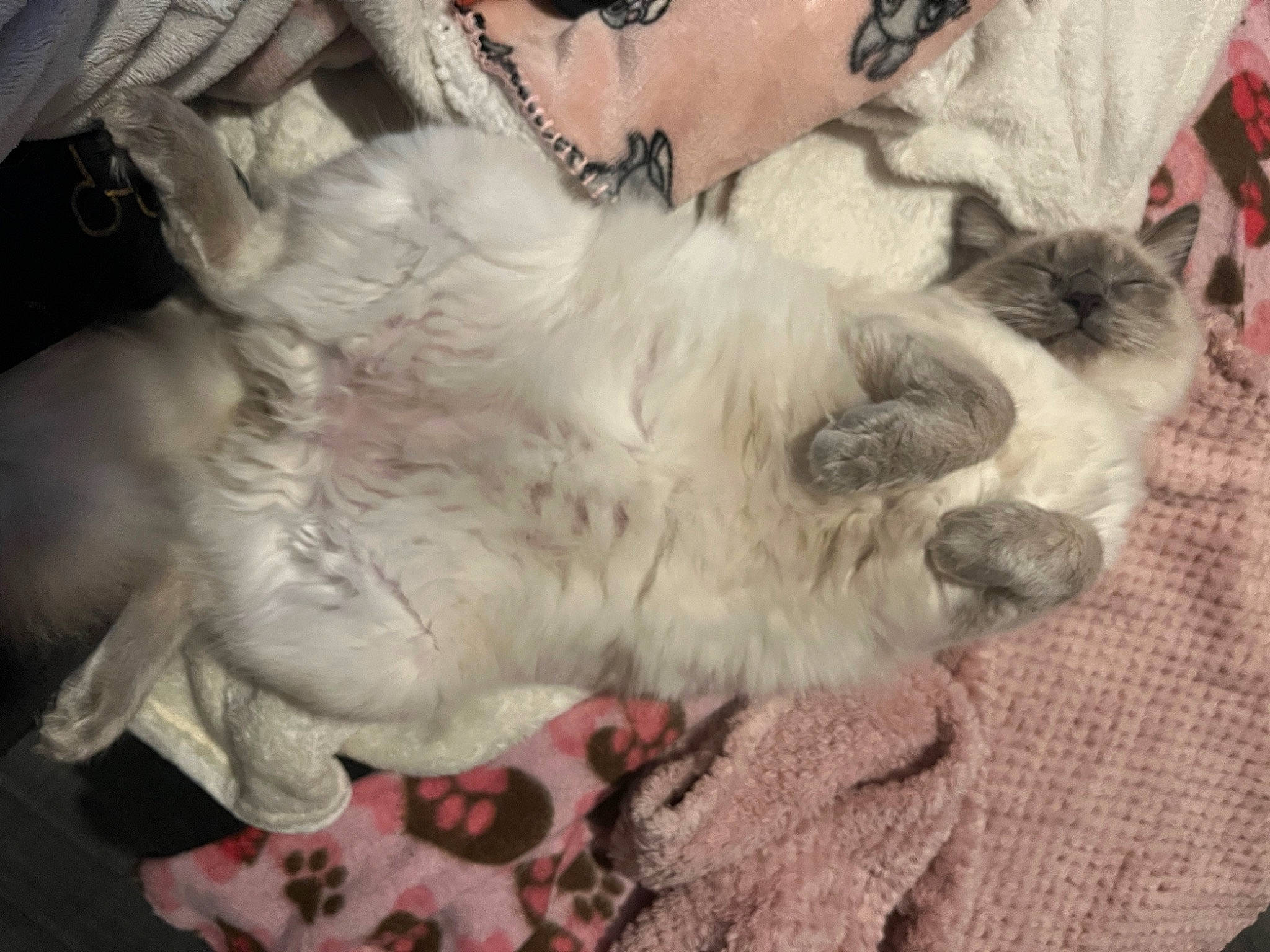 Suki participe au concours pour gagner de l'argent avec cette photo : birman, carnivore, cat, claw, comfort, companion_dog, dog_breed, domestic_short_haired_cat, fawn, felidae, foot, fur, gesture, grey, paw, ragdoll, small_to_medium_sized_cats, snout, tail, whiskers