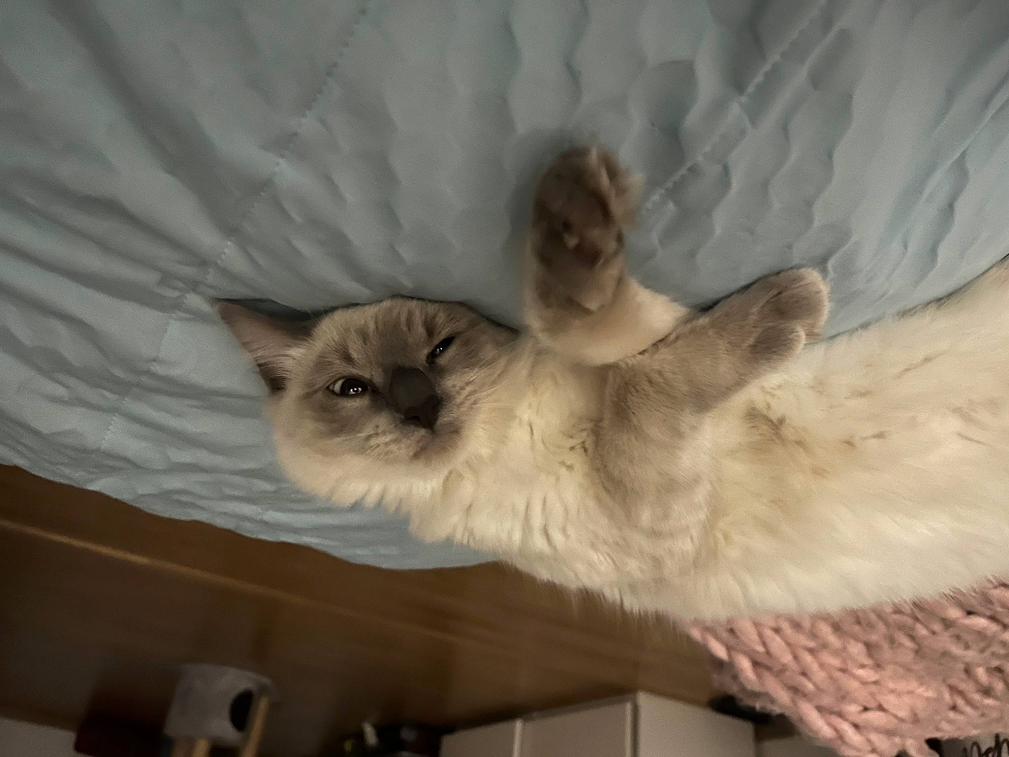 Suki a rejoint le concours — aidez-le/la à gagner de superbes lots ! balinese, birman, carnivore, cat, claw, domestic_short_haired_cat, fawn, felidae, fur, paw, ragdoll, siamese, small_to_medium_sized_cats, tail, thai, tonkinese, whiskers