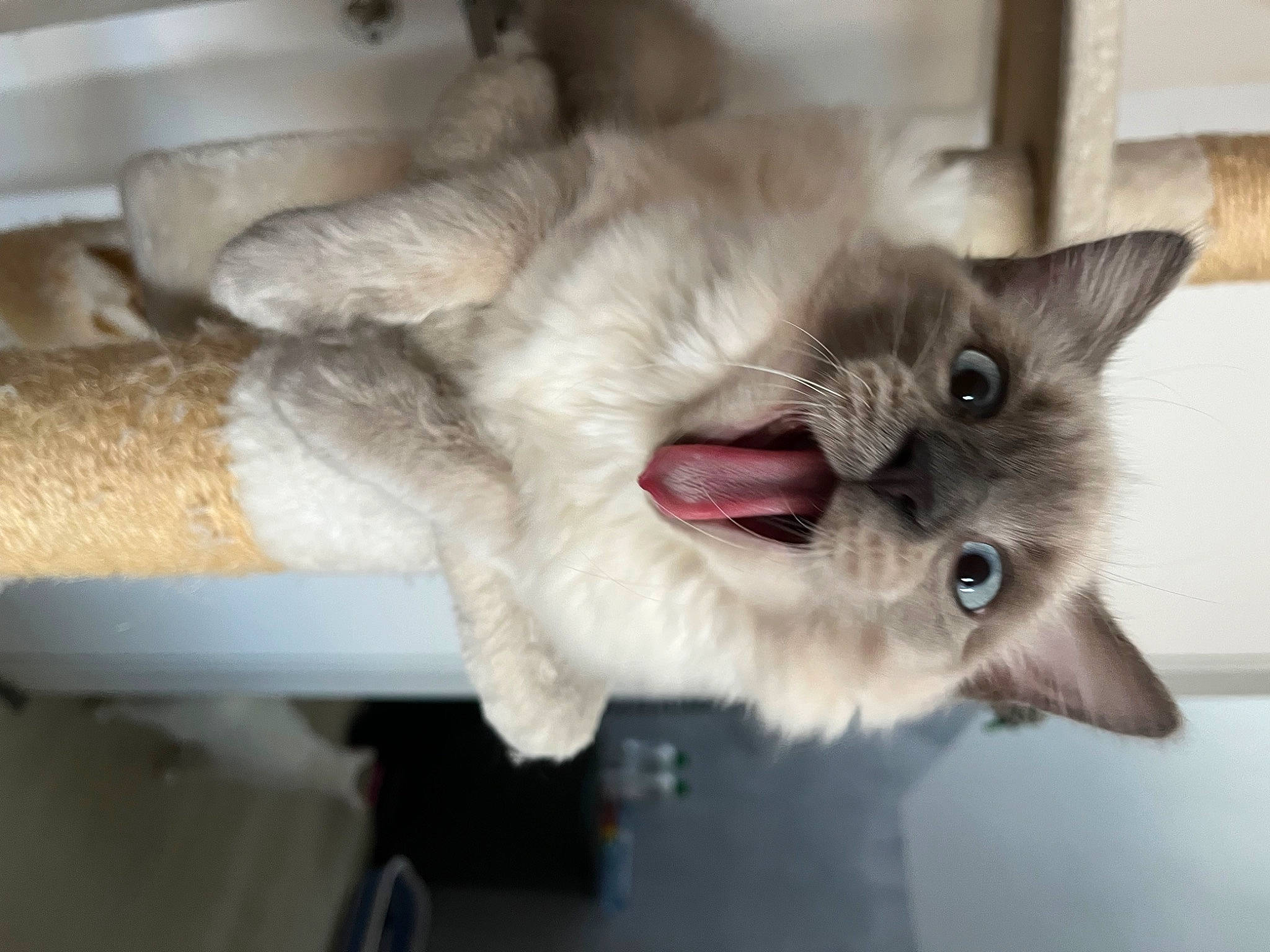 Suki a rejoint le concours — aidez-le/la à gagner de superbes lots ! balinese, carnivore, cat, claw, comfort, domestic_short_haired_cat, fang, fawn, felidae, fur, paw, siamese, small_to_medium_sized_cats, snout, tail, thai, whiskers