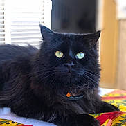 Mao a rejoint le concours — aidez-le/la à gagner de superbes lots ! black_cat, cat, pet, animal, feline, yellow_eyes, fluffy_fur, indoor, colorful_tablecloth, window_blinds, relaxed, close_up, portrait, domestic_animal, whiskers, laying_down, soft_light, black_fur, curious_look, household