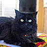 black_cat, cat, pet, animal, feline, yellow_eyes, fluffy_fur, indoor, colorful_tablecloth, window_blinds, relaxed, close_up, portrait, domestic_animal, whiskers, laying_down, soft_light, black_fur, curious_look, household