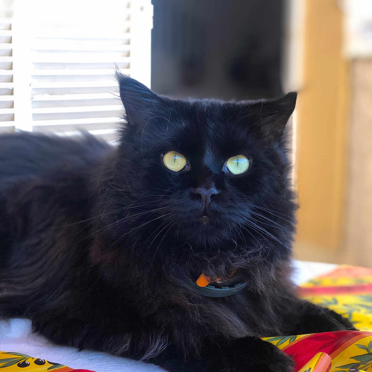 Mao a rejoint le concours — aidez-le/la à gagner de superbes lots ! black_cat, cat, pet, animal, feline, yellow_eyes, fluffy_fur, indoor, colorful_tablecloth, window_blinds, relaxed, close_up, portrait, domestic_animal, whiskers, laying_down, soft_light, black_fur, curious_look, household
