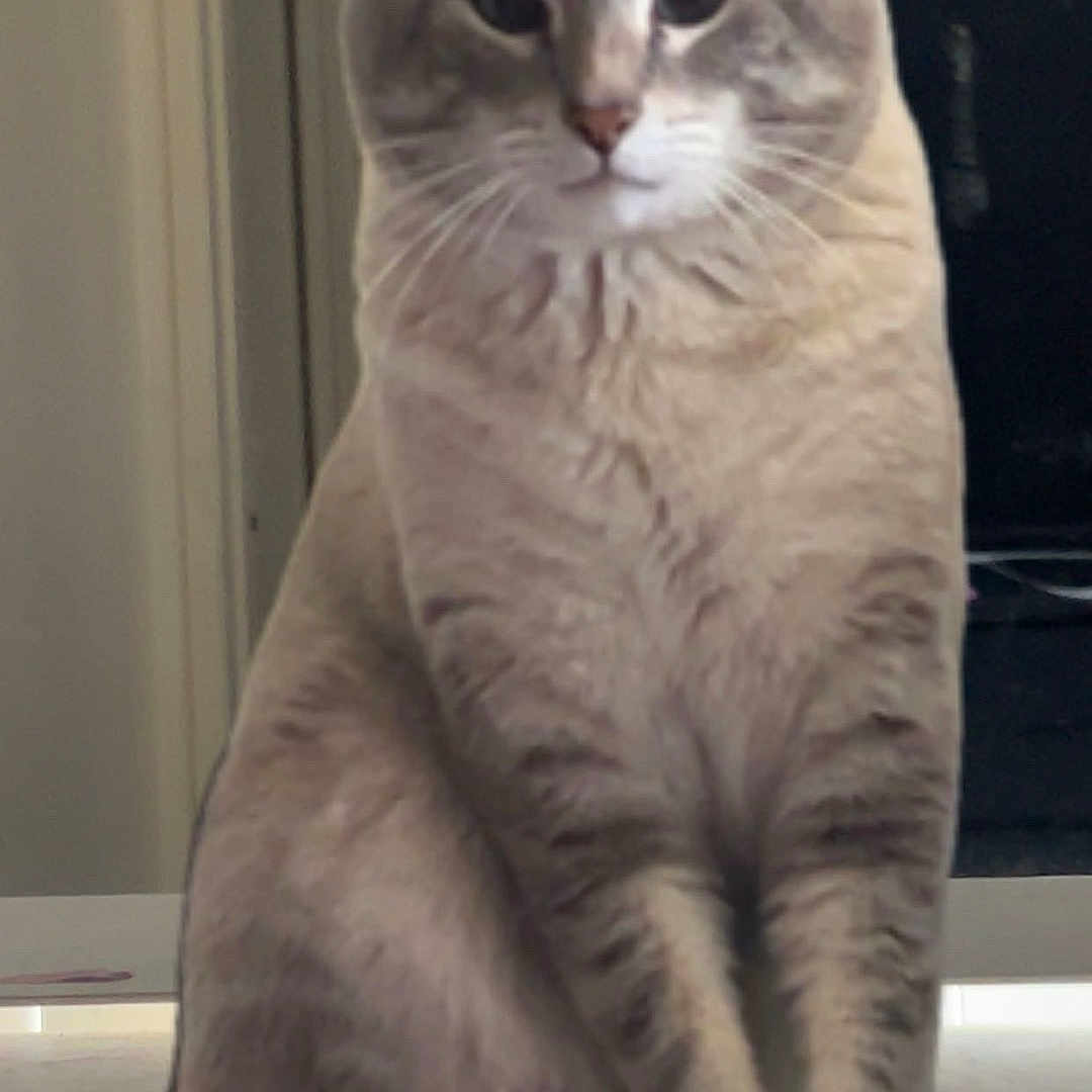 Javier Sarmiento is registered to the contest to win money with this photo: animal, calm, cat, closeup, cute, domestic, ears, feline, fur, household, indoor, looking, paws, pet, portrait, sitting, striped, tabby, table, whiskers