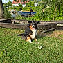 dog, grass, wooden_boat, river, person, tree, flowers, nature, outdoor, sunny, water, house, greenery, leaves, smiling_dog, canine, daylight, scenic, park, relaxation