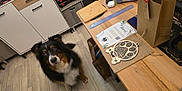 Night participe au concours pour gagner de l'argent avec cette photo : dog, indoor, wooden_floor, wooden_table, craft_supplies, decorative_item, paw_print, black_brown_white_fur, looking_up, furniture, sitting, flooring, room, paper_bag, ruler, yarn, certificate, ear_fluff, pet, curious