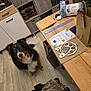 dog, indoor, wooden_floor, wooden_table, craft_supplies, decorative_item, paw_print, black_brown_white_fur, looking_up, furniture, sitting, flooring, room, paper_bag, ruler, yarn, certificate, ear_fluff, pet, curious