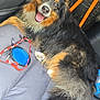 canine, car, companion, dog, domestic_animal, fur, happy, leash, muzzle, paw, pet, resting, seat_cover, smiling, tail, tongue_out, travel, tricolor, vehicle_interior, water_bowl