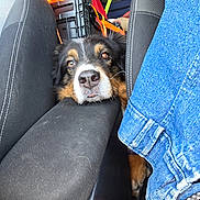 Night participe au concours pour gagner de l'argent avec cette photo : dog, car_interior, seat, clothing, denim, pet, resting, black_fur, brown_fur, white_fur, animal, closeup, head, nose, seatbelt, fabric, casual, waiting, relaxed, transport