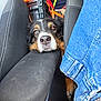 dog, car_interior, seat, clothing, denim, pet, resting, black_fur, brown_fur, white_fur, animal, closeup, head, nose, seatbelt, fabric, casual, waiting, relaxed, transport