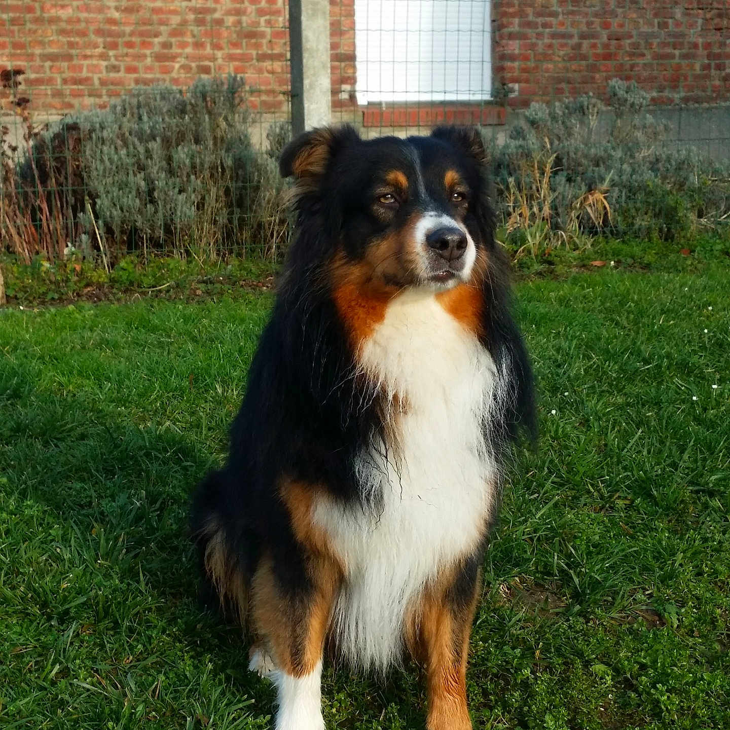 Night participe au concours pour gagner de l'argent avec cette photo : alert, animal, brick_wall, canine, daylight, dog, ears, fluffy, fur, garden, grass, greenery, muzzle, nature, outdoor, pet, portrait, sitting, snout, tri_color