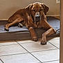 dog, brown_dog, pet, lying_down, dog_bed, indoor, floor_tiles, relaxed, sleeping, canine, ears, paws, collar, resting, home, quiet, wall, power_outlet, tile_floor, medium_sized_dog