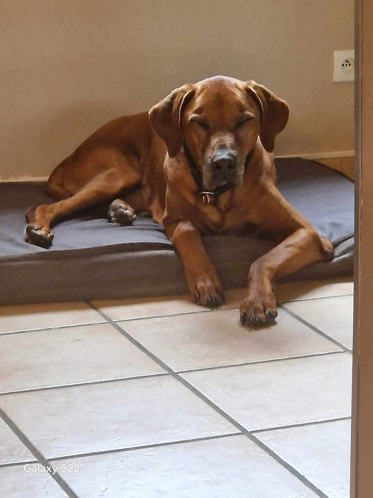 Hasso Bender a rejoint le concours — aidez-le/la à gagner de superbes lots ! dog, brown_dog, pet, lying_down, dog_bed, indoor, floor_tiles, relaxed, sleeping, canine, ears, paws, collar, resting, home, quiet, wall, power_outlet, tile_floor, medium_sized_dog