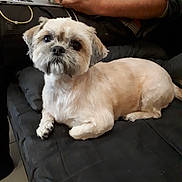 Cannelle participe au concours pour gagner de l'argent avec cette photo : dog, small_dog, pet, couch, black_couch, person, hand, laptop, indoor, fur, animal, cute, relaxed, tech, table, tile_floor, paw, face, companion, domestic