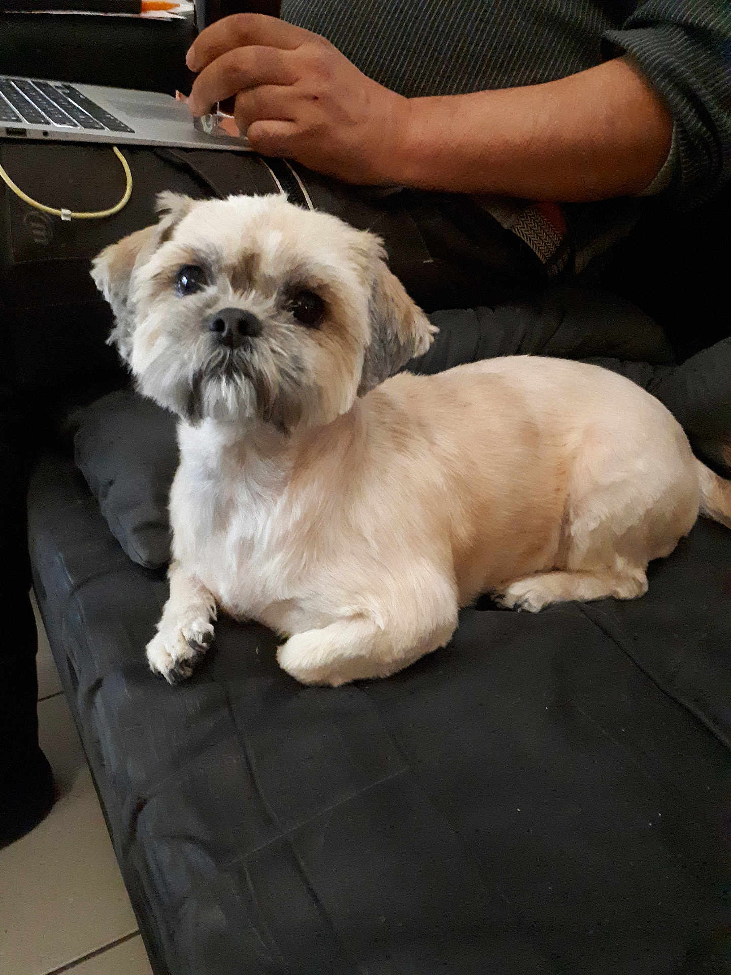 Cannelle