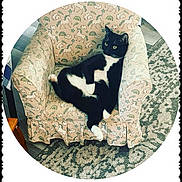 Bingo is registered to the contest to win money with this photo: cat, tuxedo_cat, armchair, unicorn_pattern, rainbow_pattern, indoor, carpet, relaxed, pet, feline, black_and_white, cozy, cute, animal, resting, home, furniture, patterned_fabric, floor, domestic