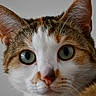 Nina a rejoint le concours — aidez-le/la à gagner de superbes lots ! cat, calico_cat, animal, pet, close_up, portrait, face, eyes, green_eyes, ears, whiskers, nose, pink_nose, fur, tabby, orange_fur, white_fur, indoor, gray_background, alert