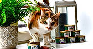 Nina a rejoint le concours — aidez-le/la à gagner de superbes lots ! cat, calico_cat, pet, animal, face, eyes, whiskers, standing, indoors, kitchen, tuna, canned_food, open_can, food, plate, plant, fern, lantern, stacked_cans, portrait