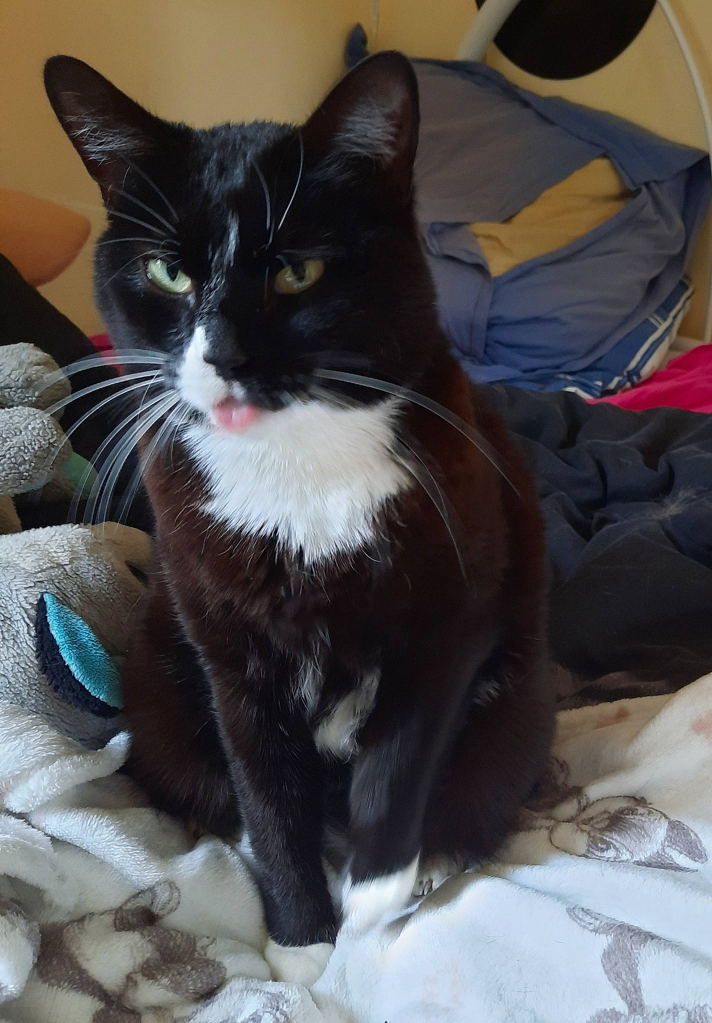 Socky a rejoint le concours — aidez-le/la à gagner de superbes lots ! black_cat, carnivore, cat, cat_supply, claw, comfort, domestic_short_haired_cat, felidae, fur, paw, sitting, small_to_medium_sized_cats, snout, tail, whiskers, window