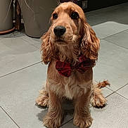 Snow Des Bois a rejoint le concours — aidez-le/la à gagner de superbes lots ! dog, bow_tie, indoor, tile_floor, potted_plant, curious, golden_fur, long_ears, shadow, pet, animal, cute, sitting, decor, houseplant, flooring, portrait, companion, domestic, indoor_lighting