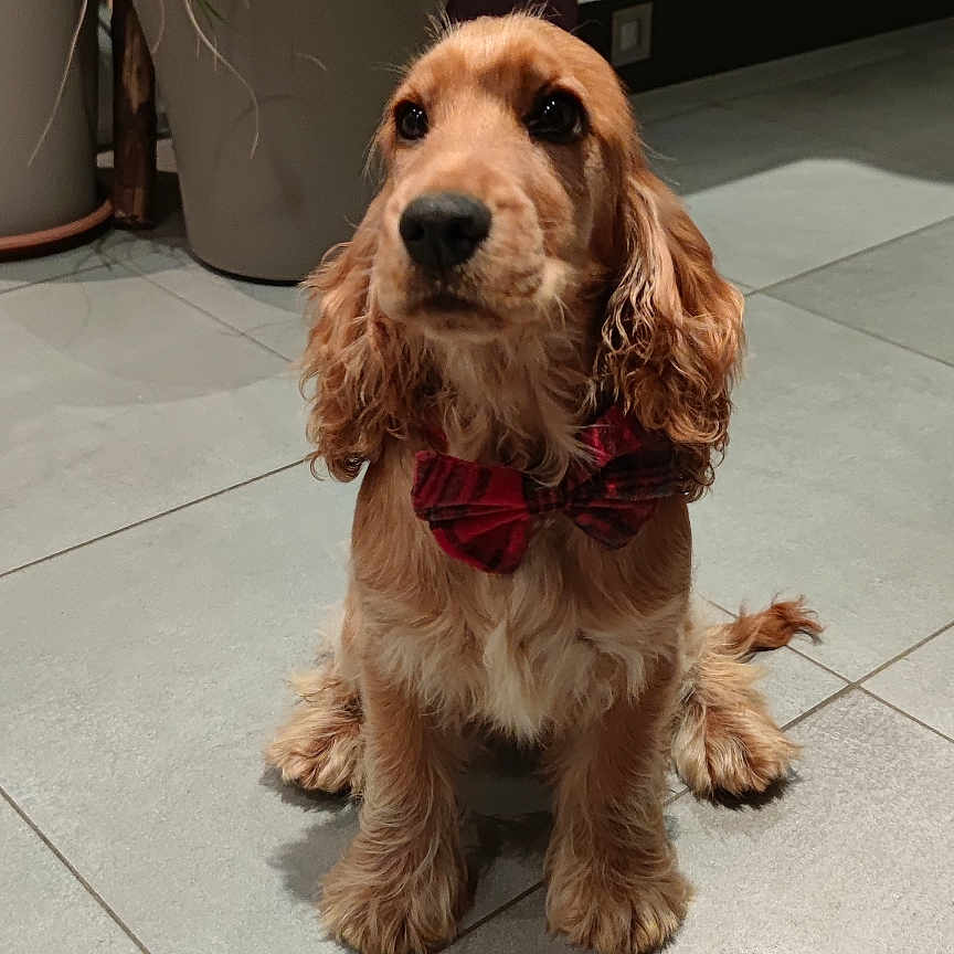 Snow Des Bois a rejoint le concours — aidez-le/la à gagner de superbes lots ! animal, bow_tie, companion, curious, cute, decor, dog, domestic, flooring, golden_fur, houseplant, indoor, indoor_lighting, long_ears, pet, portrait, potted_plant, shadow, sitting, tile_floor