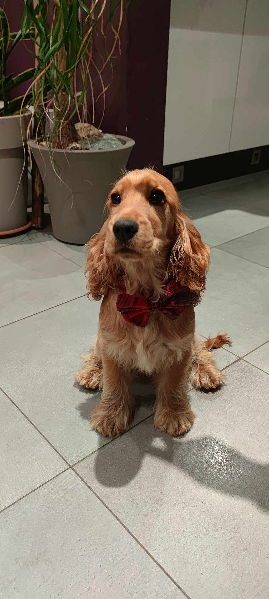 Snow Des Bois a rejoint le concours — aidez-le/la à gagner de superbes lots ! dog, bow_tie, indoor, tile_floor, potted_plant, curious, golden_fur, long_ears, shadow, pet, animal, cute, sitting, decor, houseplant, flooring, portrait, companion, domestic, indoor_lighting