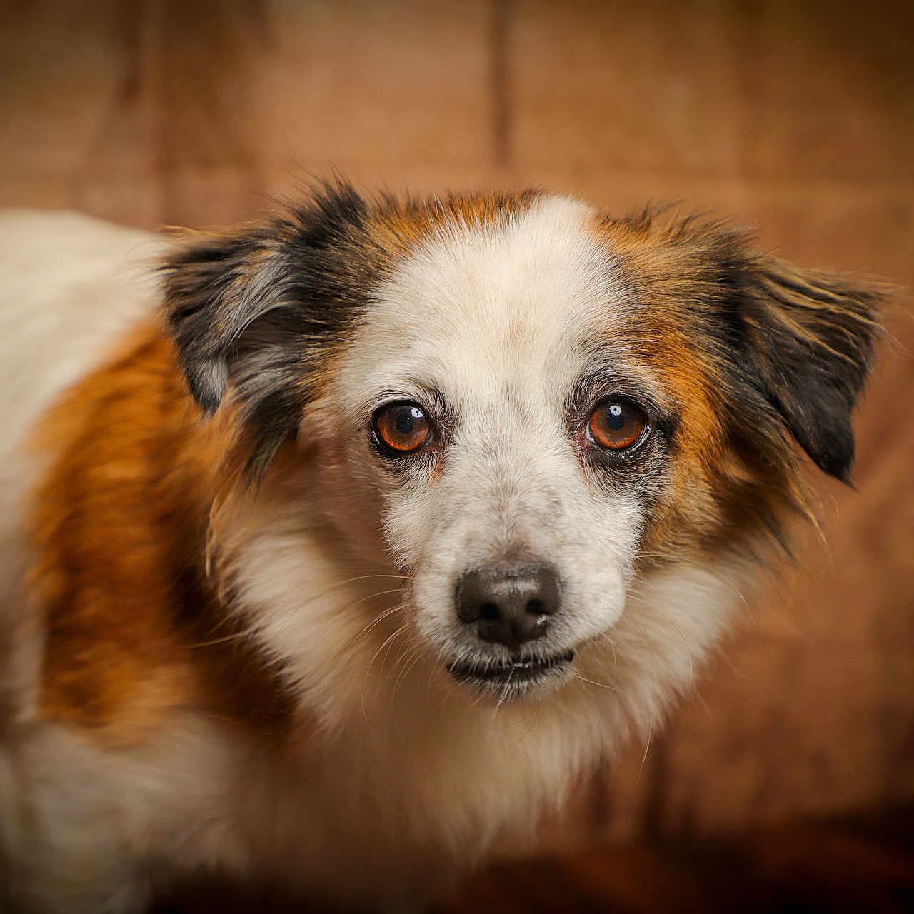 Twix a rejoint le concours — aidez-le/la à gagner de superbes lots ! dog, canine, pet, animal, portrait, close_up, floppy_ears, tri_color, brown_fur, white_fur, black_fur, long_hair, eyes, nose, whiskers, indoor, wooden_background, cozy, alert, photography
