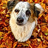 dog, canine, pet, animal, portrait, close_up, fluffy, fur, white_fur, brown_fur, spotted, long_ears, brown_eyes, nose, autumn, fall, leaves, outdoor, nature, colorful