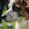 dog, canine, portrait, close_up, side_profile, long_hair, fluffy_fur, brown_and_white, snout, nose, eye, whiskers, outdoor, nature, green_background, shallow_depth_of_field, animal, pet, alert, photography